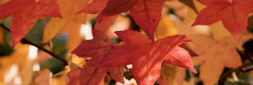 Autumn BB 2025.